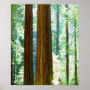 Recherche de sequoia posters Branche