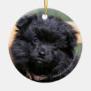 Suche nach schwarze spitze ornamente Hund