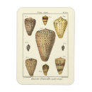 Suche nach denise magnete Sepia seashell