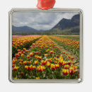 Recherche de tulipe ornements Ferme