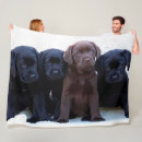 Suche nach schokoladen labrador decken Welpe