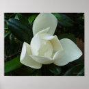 Suche nach magnolienblüte poster Baum