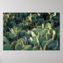 Suche nach stachelig poster Kakteen