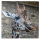 Recherche de girafe carreaux Zoo