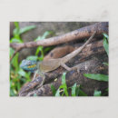 Recherche de chameleon cartes postales Animaux domestiques