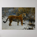Suche nach schnee poster Tiger