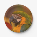 Suche nach papagei teller Vogelvogel