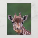 Suche nach impala Tierwelt