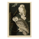Suche nach schneeeulen poster Audubon