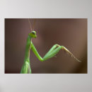 Suche nach mantiden poster Grün