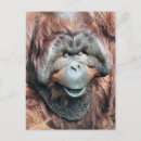 Recherche de orang outan cartes postales Primates
