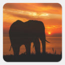 Suche nach elefant silhouette aufkleber Sonnenuntergang