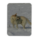 Suche nach weißer schäfer karten Hund