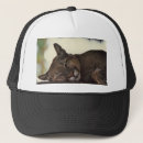 Recherche de grand chat casquettes Faune