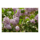 Recherche de belles fleurs posters Printemps