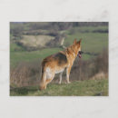 Recherche de pam cartes postales Regarder