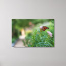 Suche nach natur fotos leinwandbilder Schmetterling