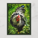 Suche nach das wyandotte postkarten Hennen