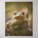 Suche nach kröten poster Frosch