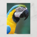 Recherche de le sud amérique cartes postales Brésil