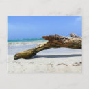Suche nach driftwood poster Fotografie