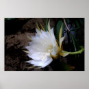 Suche nach kaktusblüte poster Kakteen