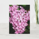 Suche nach duft karten Rosa