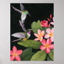 Suche nach plumeria poster Hummvögel