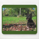 Suche nach herbst blätter mousepads Tier