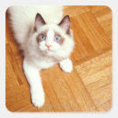 Suche nach ragdoll katzen aufkleber Blaue augen