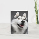 Suche nach husky karten Welpe
