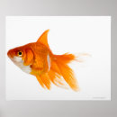 Suche nach sealife poster Swimming