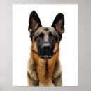 Suche nach hirten poster Welpe