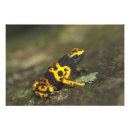 Suche nach dendrobates Im freien