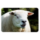 Recherche de râpe magnets Animal