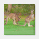Recherche de marsupiaux magnets Wallaby