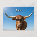 Recherche de béquilles cartes postales Longhorn