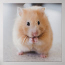Recherche de hamster mignon posters Animaux