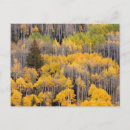 Recherche de arbre peuplier cartes postales Chute