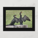 Suche nach kormoran postkarten Vögel