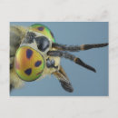 Recherche de mouches cartes postales Animaux