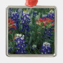 Suche nach lupinen ornamente Blume