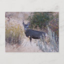 Recherche de deer cartes postales Buck