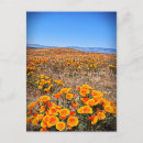 Recherche de poppy cartes postales Poppies