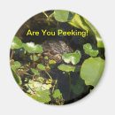 Recherche de d alligator magnets Tropical