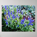 Suche nach salvia poster Blume