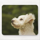 Recherche de caniche tapis souris Dehors