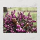 Suche nach der gesundheit postkarten Blume