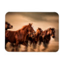 Recherche de courses magnets Cheval