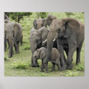 Suche nach serengeti nationalpark poster Afrika